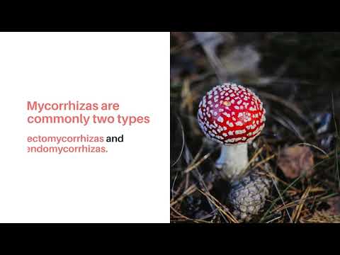 Video: Paano nakakatulong ang mycorrhizae sa agrikultura?