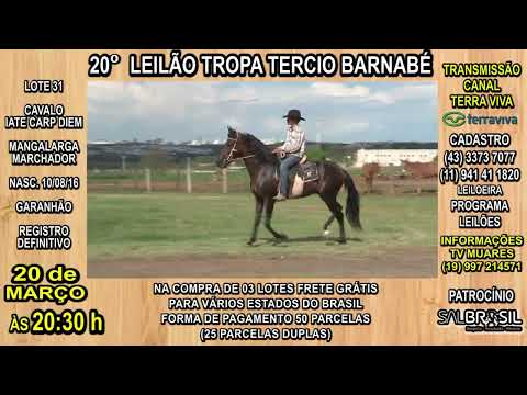 LOTE 31 - 20° LEILÃO TROPA TERCIO BARNABÉ
