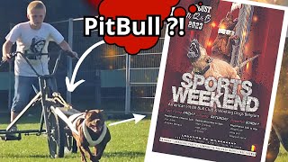 Sports Weekend 2023 Pitbull, Staf, Stafford,... Belgique Odin & Gotham...