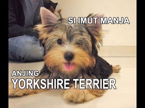 Video: Yorkshire Terrier: Ciri Watak Dan Tingkah Laku