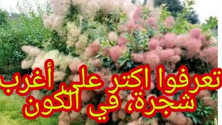 تعرفوا على شجرة الدخان