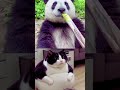 That panda pulled a bad stunt