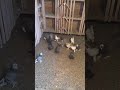 Агасиевские бойные голуби моего друга Артака