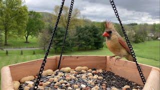 Birds at the Feeder | Beginner’s Test