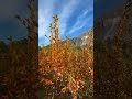 autumn vibes nagar valley gilgit baltistan #explorenow #mountains#nature #viral#subscribers#trending