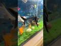 Aquarium Fish 🐠 #fish #aquarium #shorts