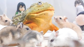 A bunch of hamsters vs African bullfrogs【WARNING LIVE FEEDING】