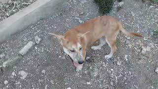 Cute puppy 😍🐶 by Hermenia Sacyap 41 views 3 days ago 1 minute, 55 seconds