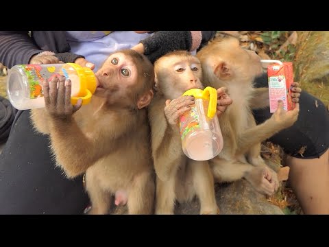 2 New abandoneds Drinking Milk by Baby Bottle With Jordan They Still Look Like Baby