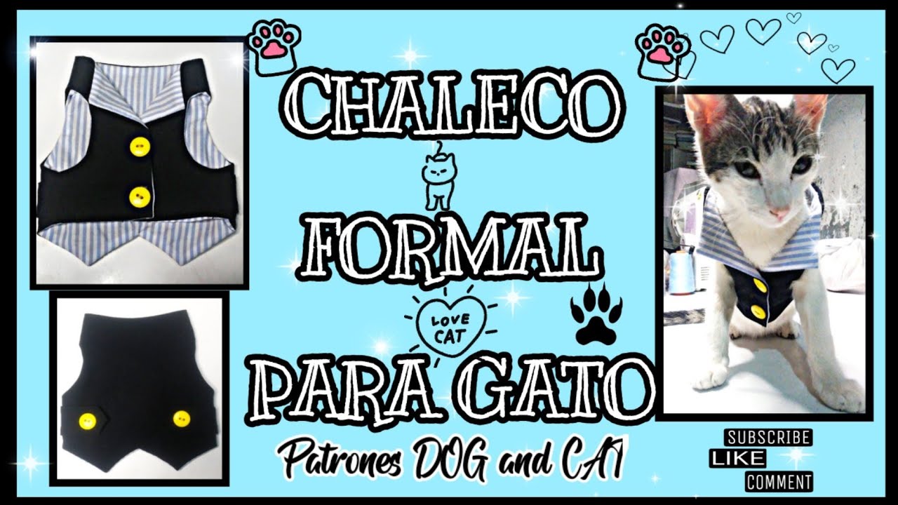 juntos préstamo Floración CHALECO FORMAL PARA GATO - ropa para gato 🐈 - YouTube