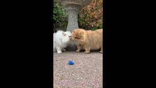 22 10 16 Persian Kitties Mariah, Bug, and Maisie by Mythicbells 1,342 views 1 year ago 1 minute, 24 seconds