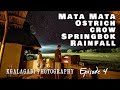 Auob river Ostrich, Crow, Springbok & Rainfall - Kgalagadi Transfrontier Park Photography Ep 4