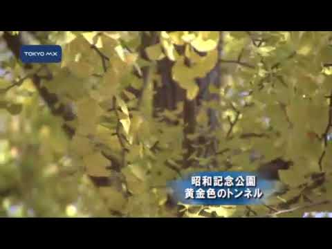 ミリオン・シガレットのテクニック詳解　著者：金沢天耕　発行：昭和51年12月 ミリオン・シガレットのテクニック詳解 著者：金沢天耕 発行