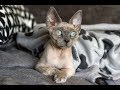 DEVON REX の動画、YouTube動画。