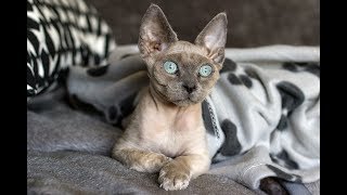 DEVON REX