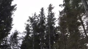 Strong Howling Wind Sound 2 Hours Swaying Spruce Trees in The Wind