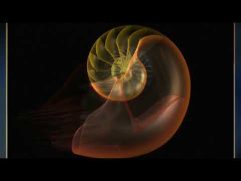 Video: Nautilus (mollusk): description, structure and interesting facts