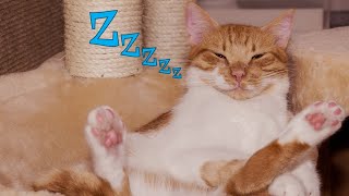 Cute Cats 😽 Being Lazy And 😴 Sleeping - Funny Sleepy Kittens