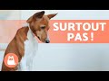 12 choses que vous ne devez pas faire avec votre chien 