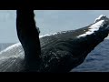 What If You Were Swallowed by a WHALE? | BBC Earth Kids