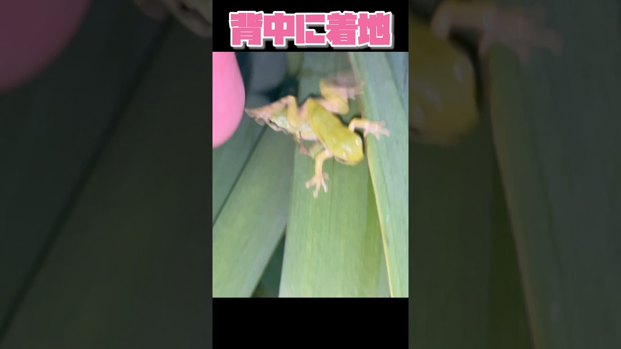 手乗り赤ちゃんアマガエルが友達の背中にジャンプしました! #カエル #かわいい #frog