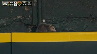 Opossum takes in the game from left field