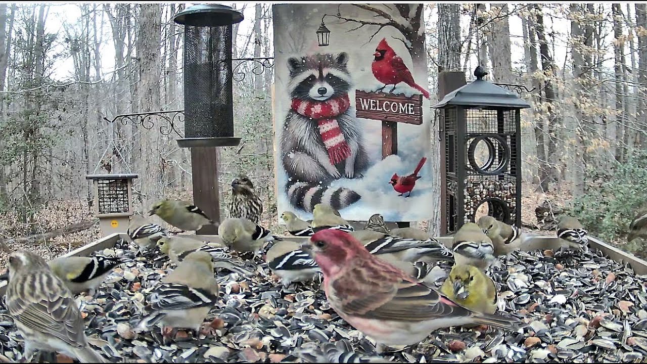 LIVE STREAM ** BOTB Main Feeding Platform Camera ** 2/26/2026