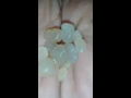 Diamond Philippine Treasure Diamond Philippine Treasure