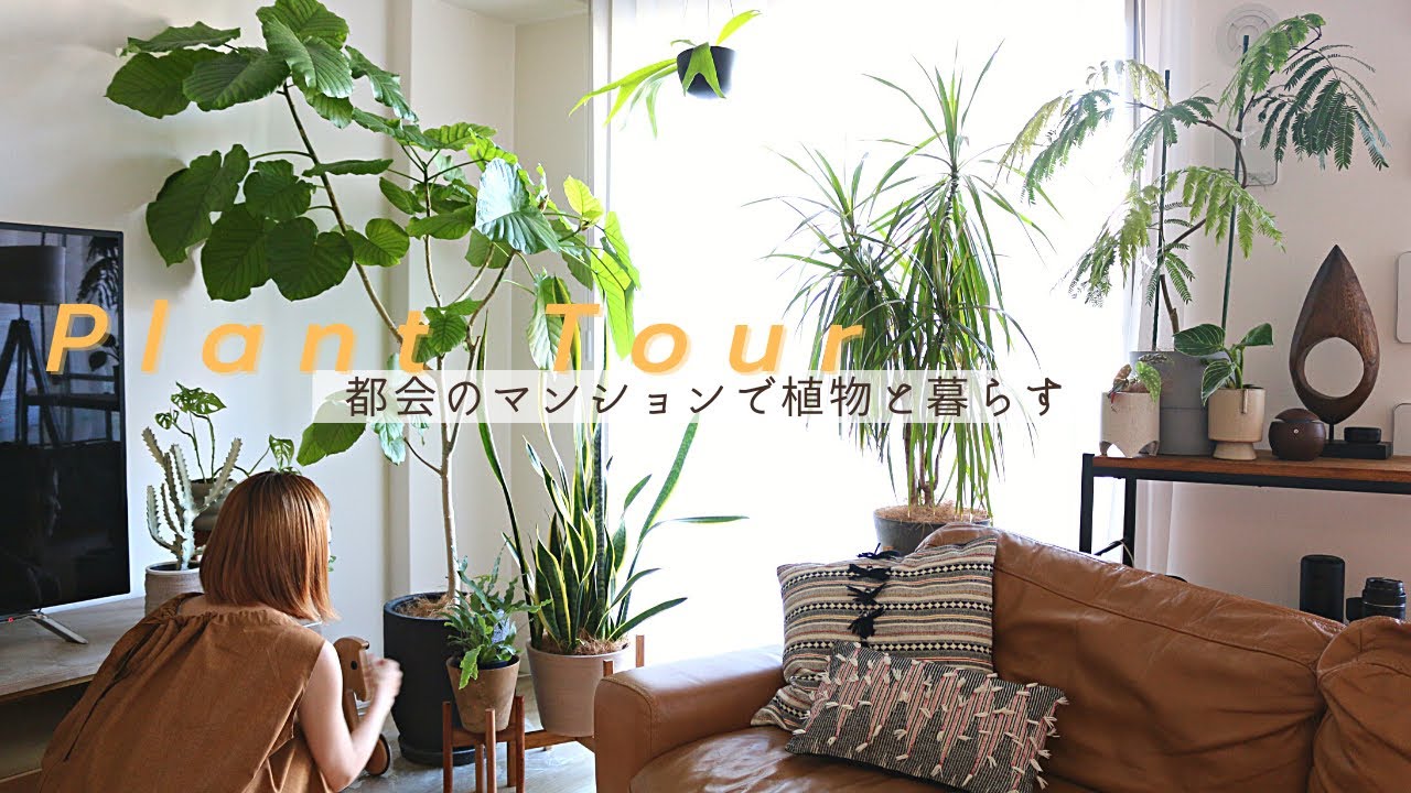 【植物と暮らす】plant tour | 都会のマンション暮らし| 部屋の模様替え