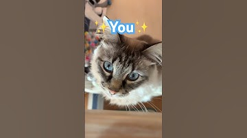 Send this to a friend and say nothing 😂 #cat #revington #shorts