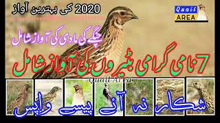 Quail sound | batair ki awaz new | بٹیر کی آواز | shikar k leay | بٹیر کا شکار