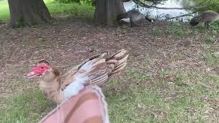 Canadian Goose vs Muscovy Duck