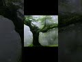 [DEEP SLEEP] Heavy Rain &amp; Forest Thunderstorm 🌧️⚡ #asmr #nature #relax #rain