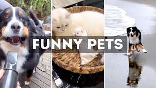 Funny Cat, Dog &amp; Animal Videos | Funny Pets Compilation - 16