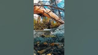 rushna Noor story wa, eling-eling Siro manungso.