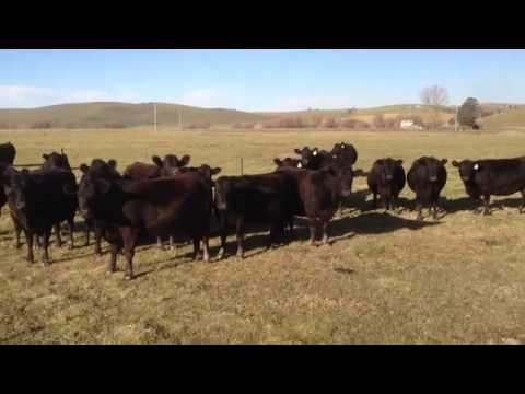 Girls summon herd of cattle by singing!