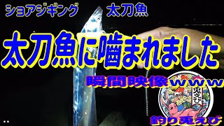 【事故映像】太刀魚に嚙まれましたww　ショアジギング青物狙い