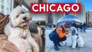 PET SITTING IN CHICAGO: The Bean, Polish &amp; Lithuanian Culture