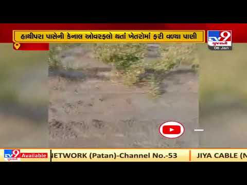 Surendranagar: Farms waterlogged as Narmada canal overflows in Patdi| N17