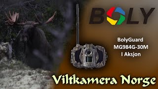 VILTKAMERA I AKSJON | BolyGuard MG984G-30M