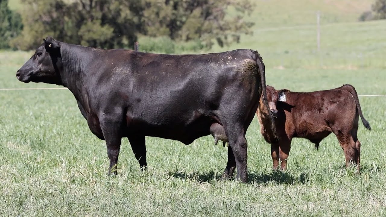 Lot 56 NZCL20 KO Angus Heart of the Herd Female Sale 2023 - YouTube