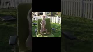 Funny animal dance #shorts