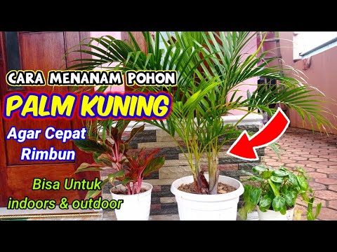 Video: Merawat Pohon Palem - Cara Menanam Pohon Palem Di Dalam