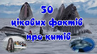 50 interesting facts about whales by Жива Планета 185 views 1 month ago 12 minutes, 2 seconds