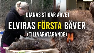 Dianas Stigar Arvet - Elvira tar tillvara sin första bäver