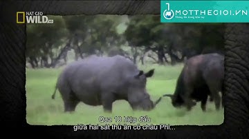 Cuộc đụng độ kinh hoàng giữa tê giác và trâu rừng!