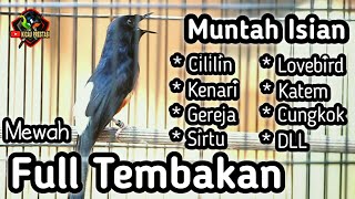 MASTERAN MURAI BATU FULL ISIAN TEMBAKAN CILILIN KENARI GEREJA LOVEBIRD KAPAS TEMBAK CUNGKOK DLL