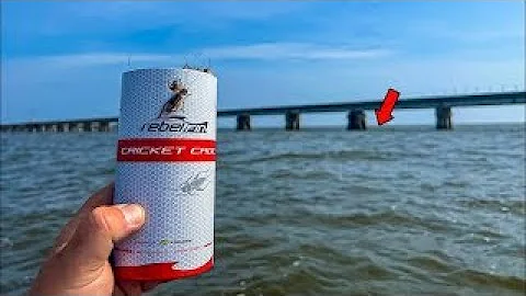 Top SECRET Sheepshead Baits that Work Better than FIDDLER CRABS??