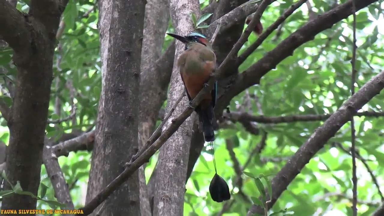 GUARDABARRANCO DE NICARAGUA