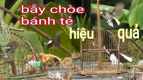 Bẫy chòe than chuyền 2021 / T18 về nguyên đàn dính 3 con